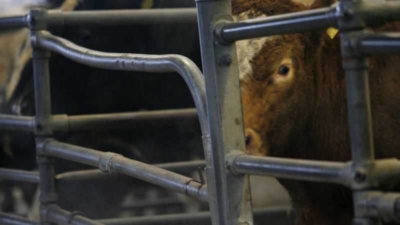 "In some farming sectors, antibiotics are used routinely to maintain animal health during the year"