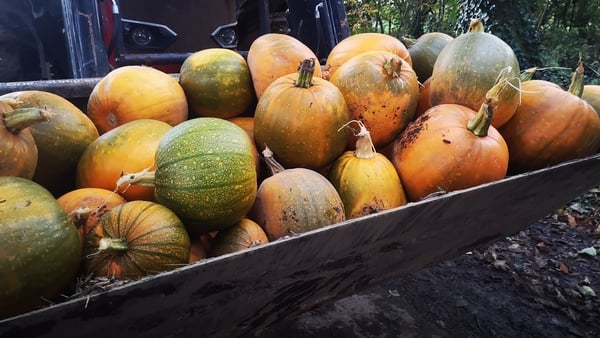 How to grow some smashing pumpkins