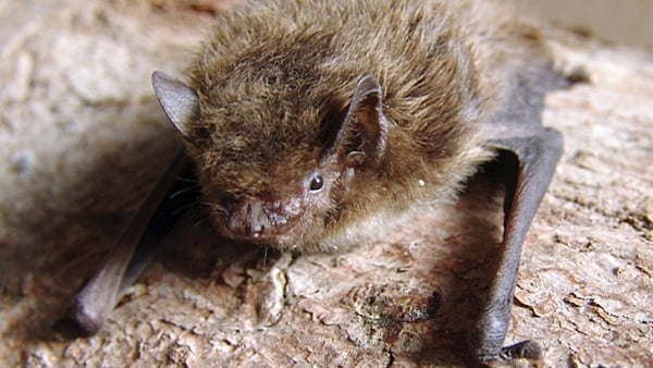 They've got a bat reputation