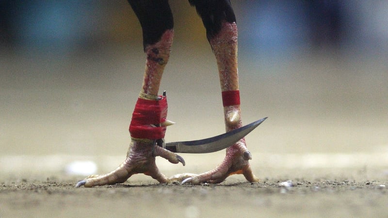 Fighting cocks have blades attached to their claws (stock image)