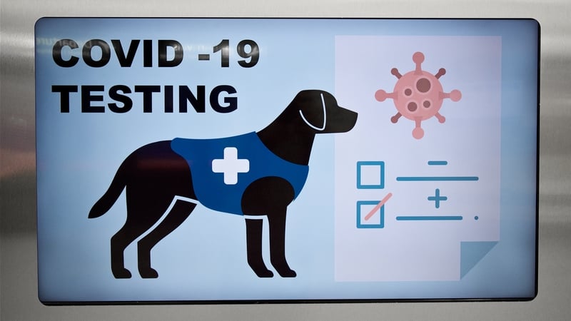The initial findings are said to appear broadly in line with detection rates of the nasal PCR tests