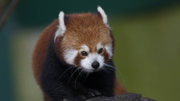 Red pandas can eat 20,000 bamboo leaves a day!