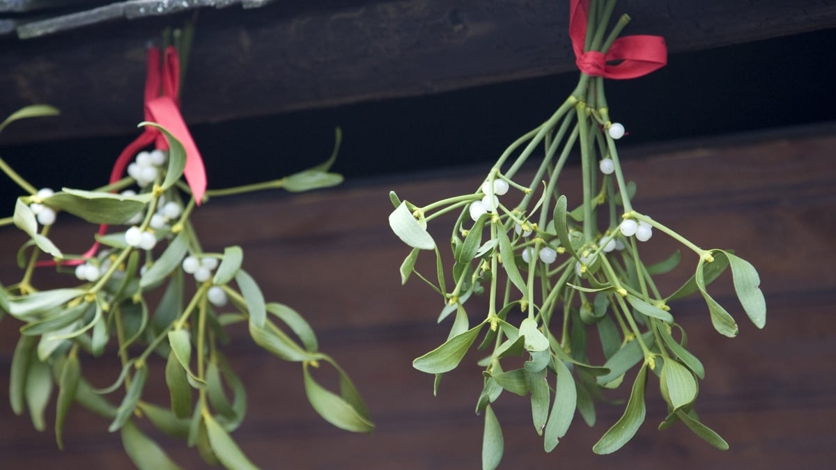 The availability of mistletoe this Christmas
