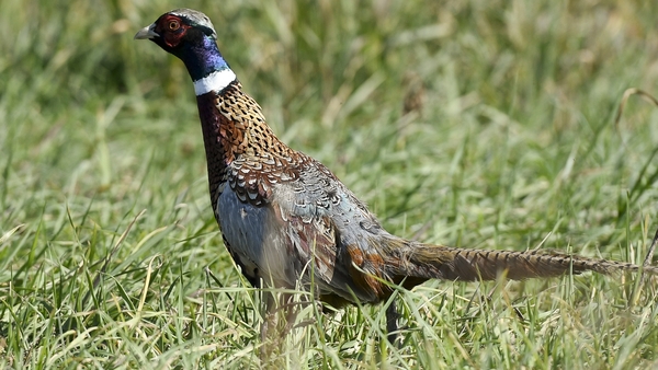 The start of the annual pheasant shooting season was due to begin yesterday (File pic)