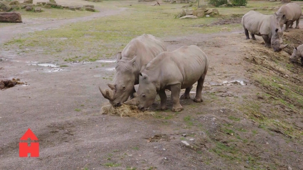 These giant animals love their mud baths