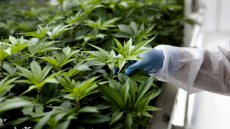 New Zealanders have rejected the idea of legalising marijuana