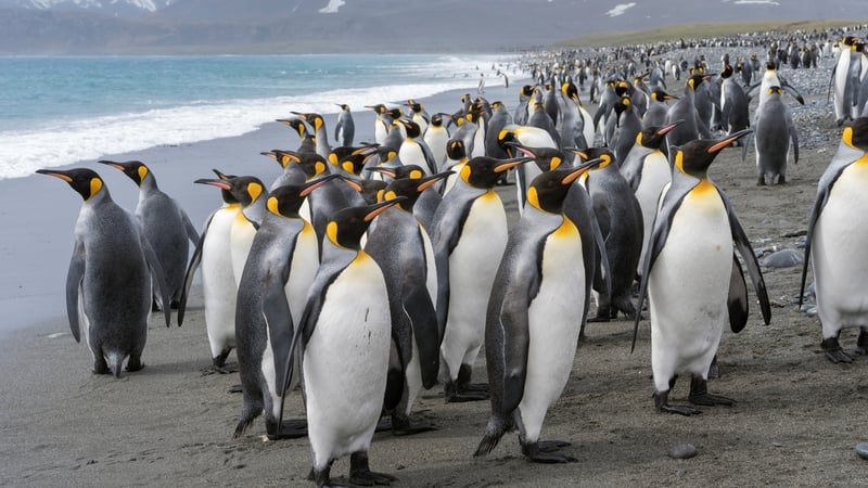 King penguins on the island of South Georgia