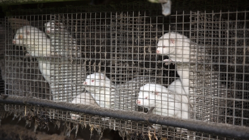 Denmark decided to kill all of its some 15 million minks in November 2020