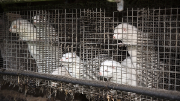 Denmark decided to kill all of its some 15 million minks in November 2020