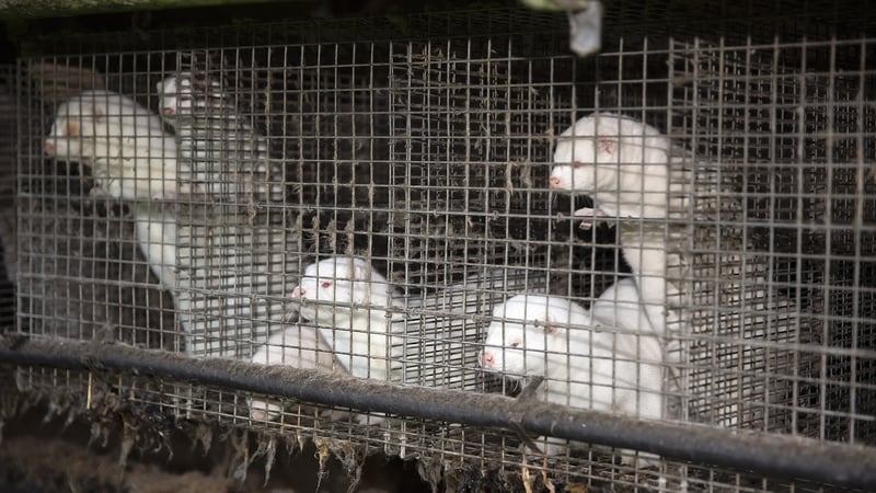Mink farm operators will receive compensation (file image)