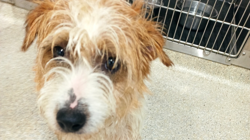 One of the three dogs found in the boot of a car by gardaí