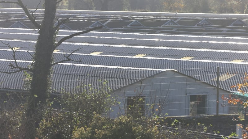 A mink farm in Co Laois is only one of three in Ireland (RollingNews.ie)