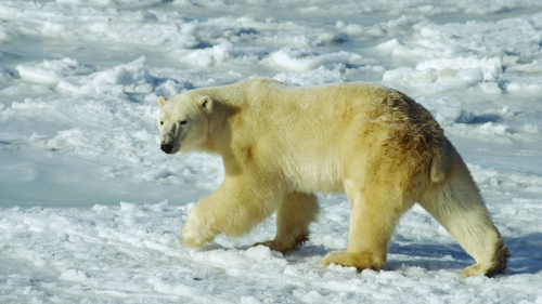 Churchill's last bear attack was in 2013, when a young woman was mauled walking home from a Halloween party