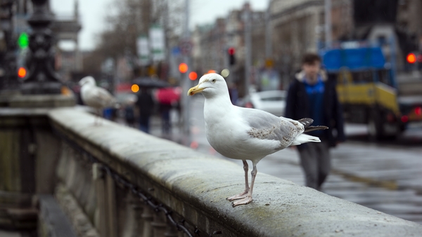 A Dublin seagull contemplates a move to Cork. Photo: Liam Cleary/EyeEm/Getty Images