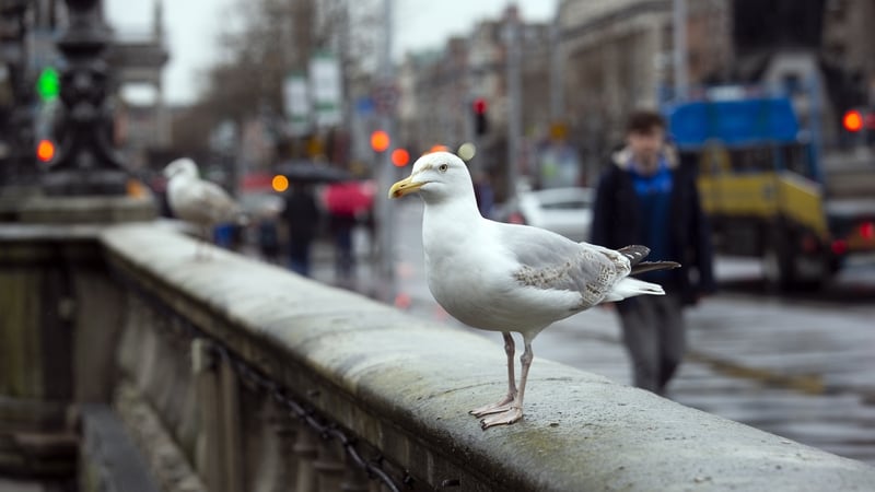A Dublin seagull contemplates a move to Cork. Photo: Liam Cleary/EyeEm/Getty Images