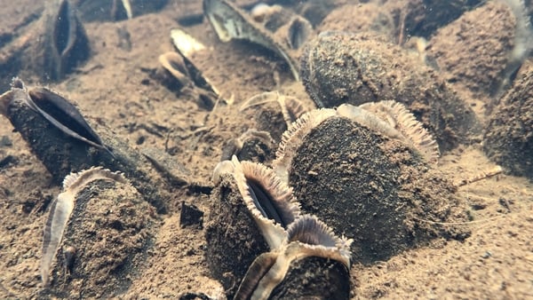 There are pearl mussels alive today that were born in the 1890s...