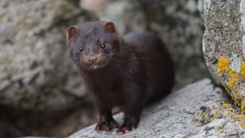The EU's disease control agency said Covid-19 can spread from humans to minks and vice versa