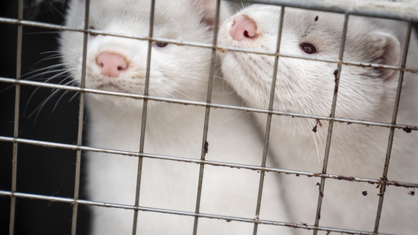 A strain of the virus was detected on a farm in Denmark