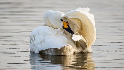 Concerns about BirdWatch Ireland were first brought to the attention of the Charities Regulator in March and September 2019 (file pic)