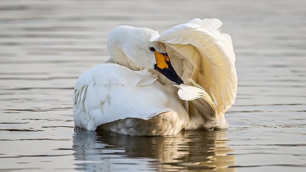 Number of wintering waterbirds in Ireland has dropped by one third