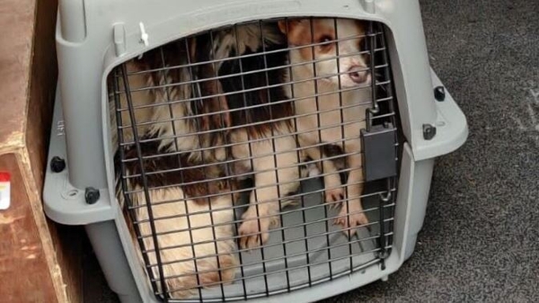 32 puppies and four horses were seized in Dublin last night