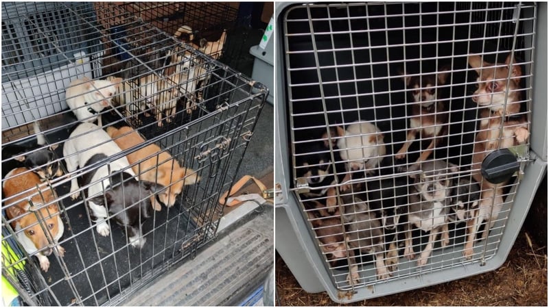 Among the dogs seized were a number of Chihuahuas, Jack Russells and Pugs