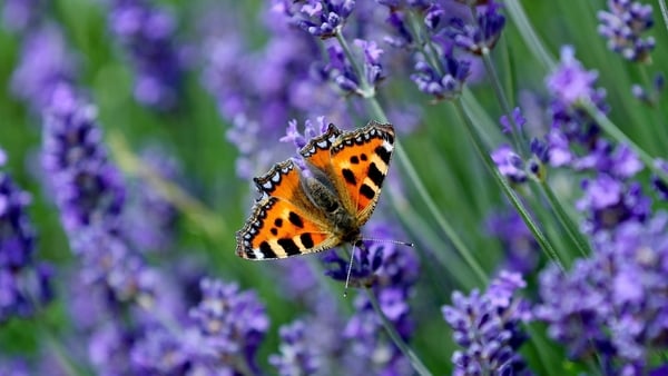 Be a citizen scientist for Biodiversity Week 2022!