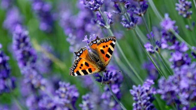 A Red Admiral butterfly spotted during a biodiversity audit at Aras an Uachtarain in Dublin's Phoenix Park