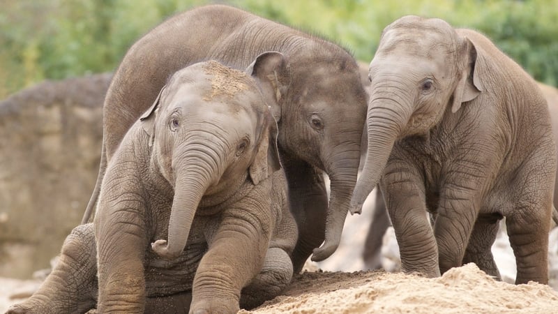 There are more muscles in an elephant's trunk than in the entire human body...