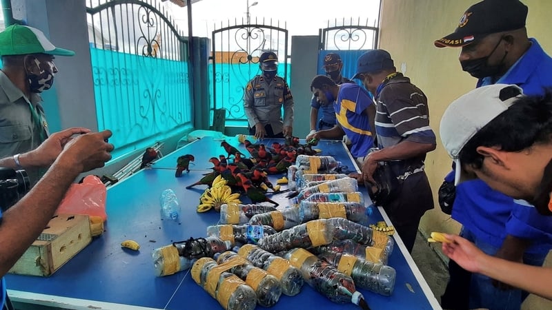 Black-capped lories are a type of parrot native to New Guinea and nearby smaller islands