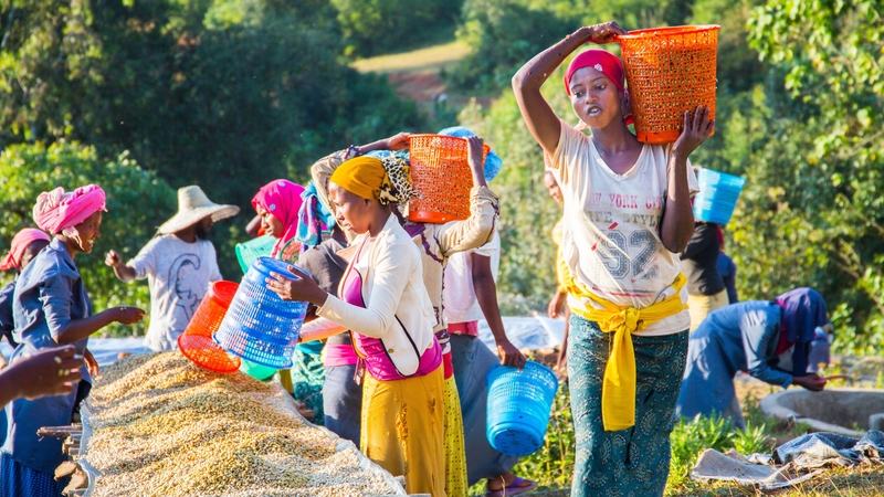 Moyee Coffee wants to give customers the opportunity to see the whole supply chain from the bean growing in Ethiopia to their coffee cup.