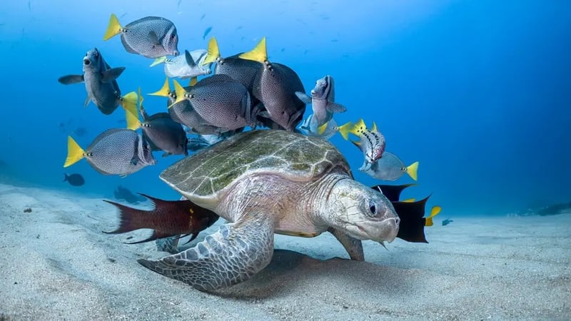 Super snapshots of life beneath the waves.