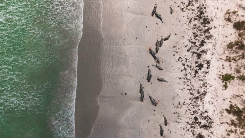 97 whales and three dolphins died in the strandings