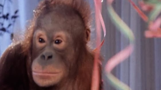 Leonie The Orangutan
