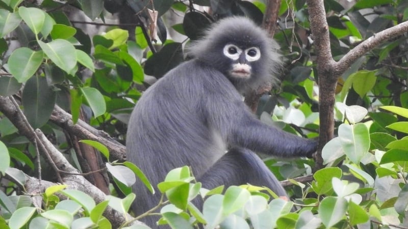 A Popa langur, photographed in early 2020. Photo: Aung Ko Lin, Fauna & Flora International