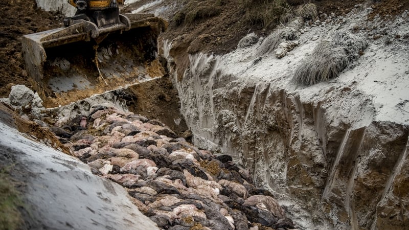 Dead mink being buried in a mass grave near Holstebro in Denmark - some have now resurfaced
