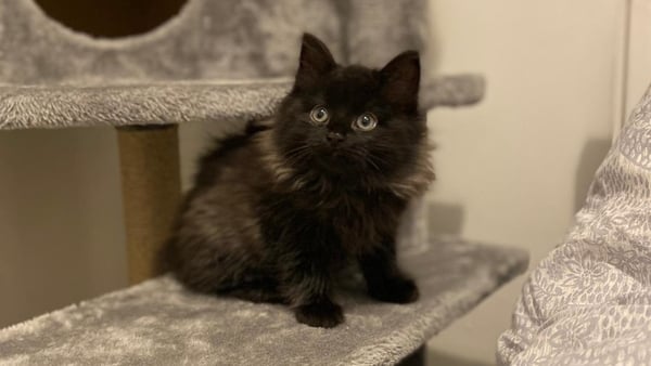 Cats: We feel so fragile just for being humans that it's almost rubbing it in to read how great these creatures are