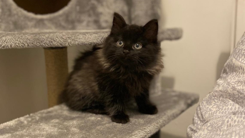 Tiny kitten Pancho, later renamed Kevin, who was rescued from under a car engine