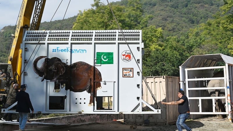 Kaavan's case and the woeful conditions at the zoo resulted in a judge this year ordering all the animals to be moved