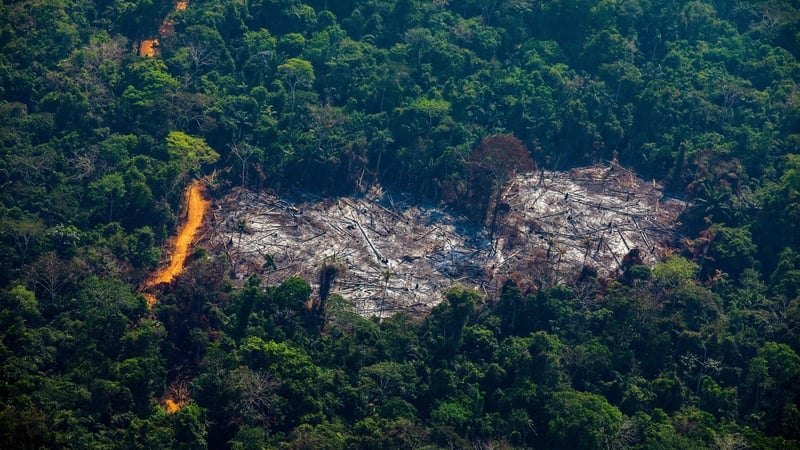 More than 11,000 square kilometers of rainforest was destroyed in Brazil in the 12 months to August