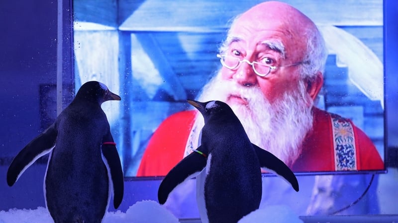 Gentoo penguins get into the Christmas spirit at Sea Life London Aquarium