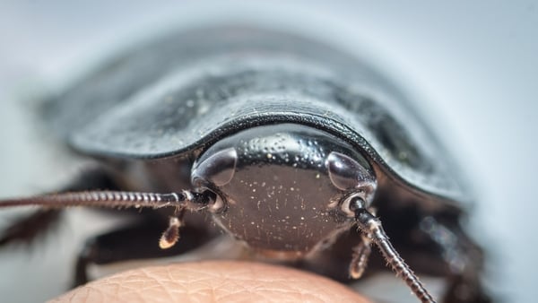 A cockroach can live with no head for two weeks!!