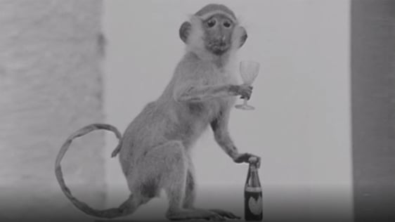 Leitrim Taxidermist