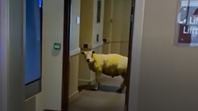 The sheep, nicknamed Sidney by staff, was ushered back outside after it let itself into the hotel through the electric doors