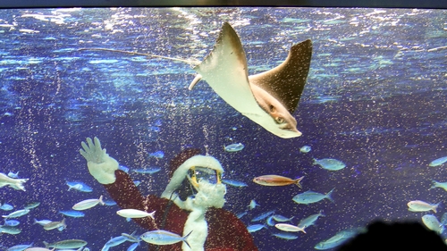 Submarine Santa in the tropical fish tank at Sunshine Aquarium in Tokyo