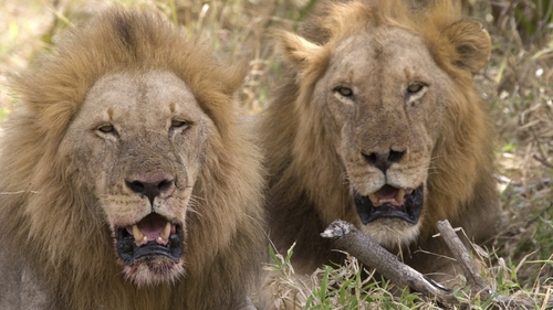 Authorities are investigating how the lions became infected (File pic)