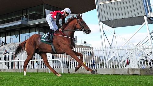 Irish Cesarewitch winner Cape Gentleman won with his head in his chest at Punchestown