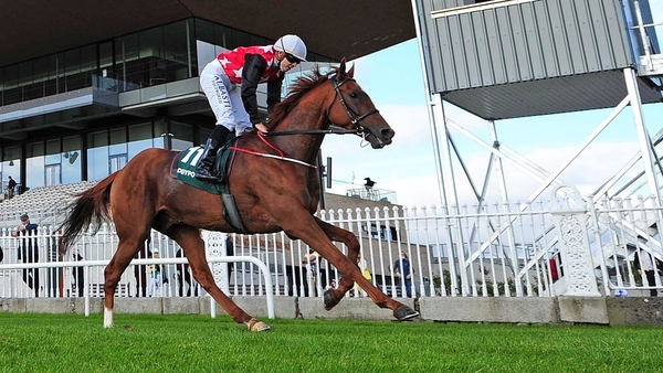 Irish Cesarewitch winner Cape Gentleman won with his head in his chest at Punchestown