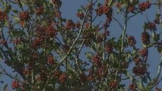 Holly tree with berries (2000)