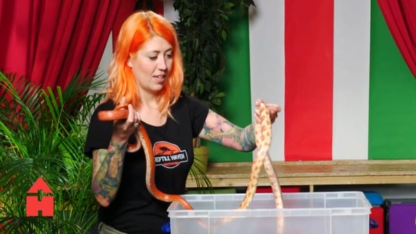 Snakes have sneaked into the Hub!